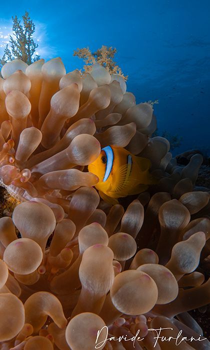 Cover-image-mobile-diving.jpg