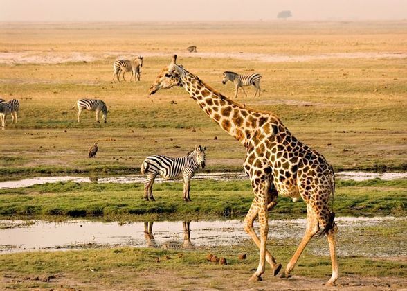 giraffa.jpg