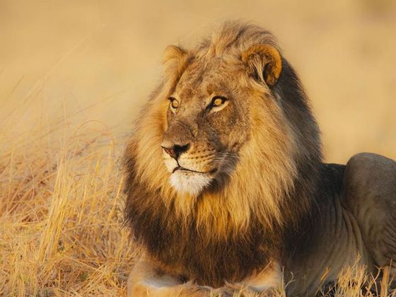 lion.jpg
