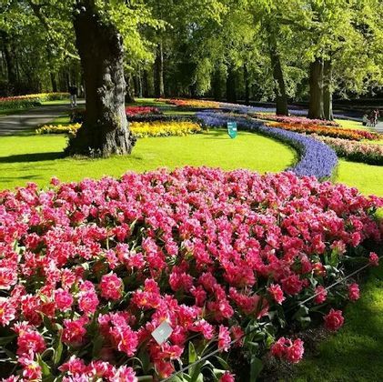 A large bed of pink flowers in a landscaped park with curving, colorful flowerbeds on a green lawn surrounded by trees.