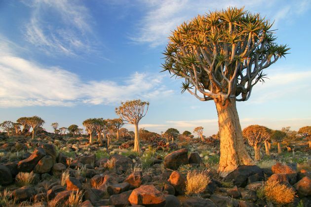 namibia-wild-adv1.jpg