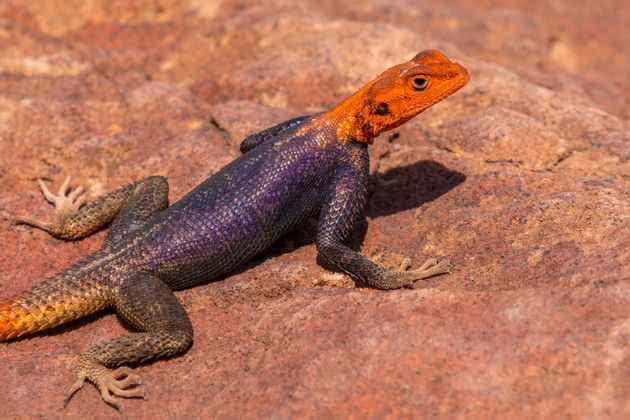 namibia-wild-adv6.jpg