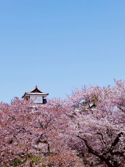 Une pagode blanche de style japonais surplombe des cerisiers en fleurs roses sous un ciel bleu clair.