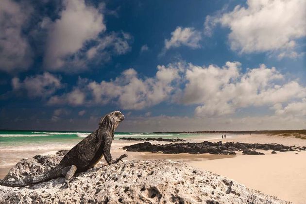Galapagos-Iguana-Existencial.jpeg