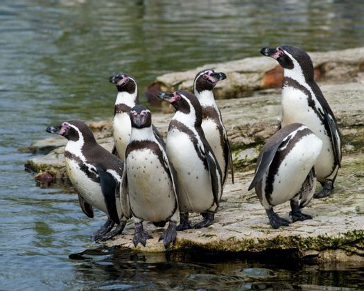 Galapagos-Penguin-2-Humboldt-Penguins-Large.jpg