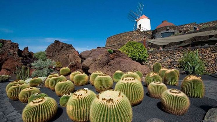 cactus-0-1.jpg