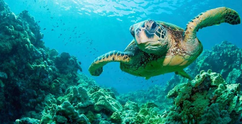 snorkling4.jpeg