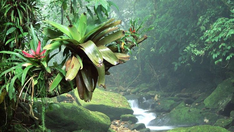 Foresta-tropicale-di-Sumatra.jpg