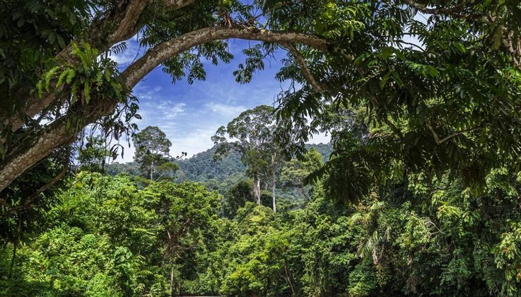 Foresta-di-Sumatra.jpg