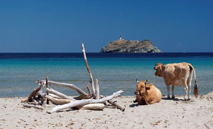 corsica-spiaggia-mucche.jpg