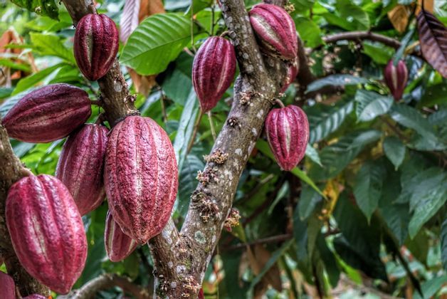 Albero-di-cacao.jpg