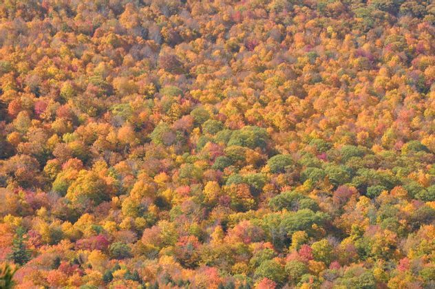 Dense forest canopy displaying colorful autumn foliage with shades of orange, yellow, red, and green.