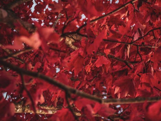 Un primo piano, dal basso verso l'alto, attraverso i rami di un albero ricolmo di vivaci foglie autunnali rosse.