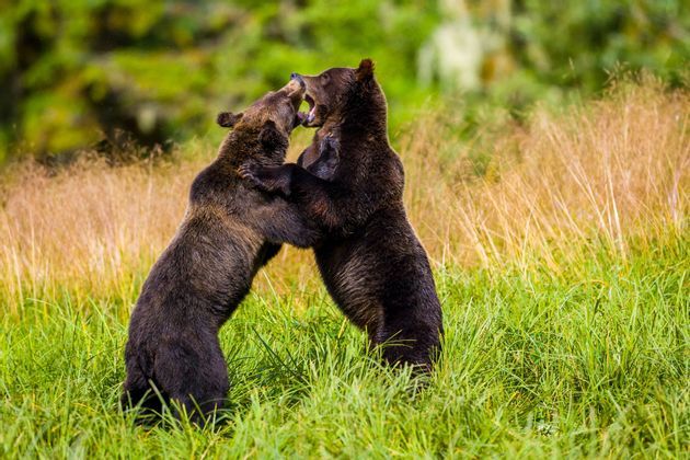 Dos osos pardos se alzan sobre sus patas traseras y juegan a pelear en un campo de hierba alta y verde.