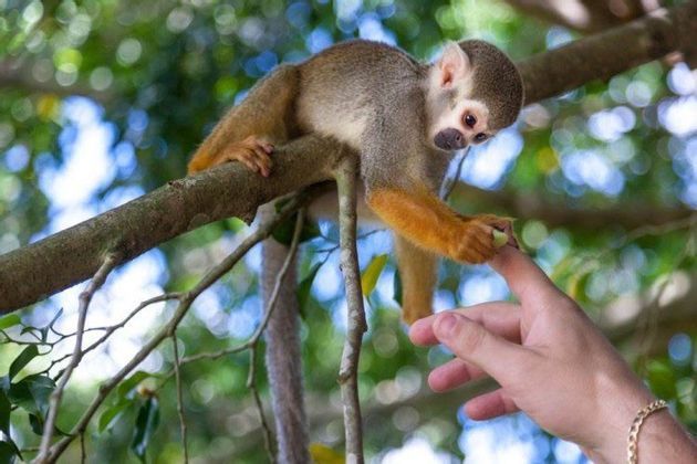 Monkeyland-foto-giorno-5.jpg