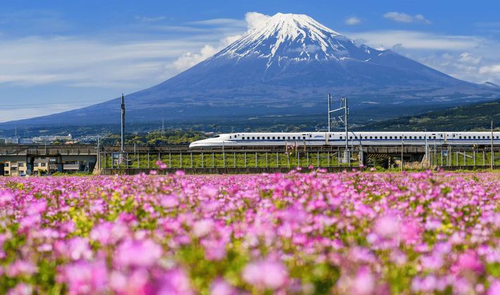 Ein weißer Hochgeschwindigkeitszug fährt auf einer erhöhten Strecke vor dem schneebedeckten Berg Fuji, mit einem Feld voller rosa Blumen im Vordergrund.