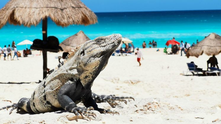 mexico-sea-beach-summer