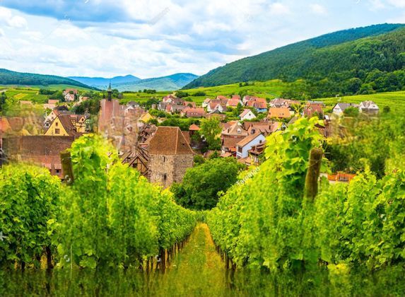 Una vista da un vigneto, che guarda lungo filari di viti verdi verso un piccolo villaggio immerso tra dolci colline.
