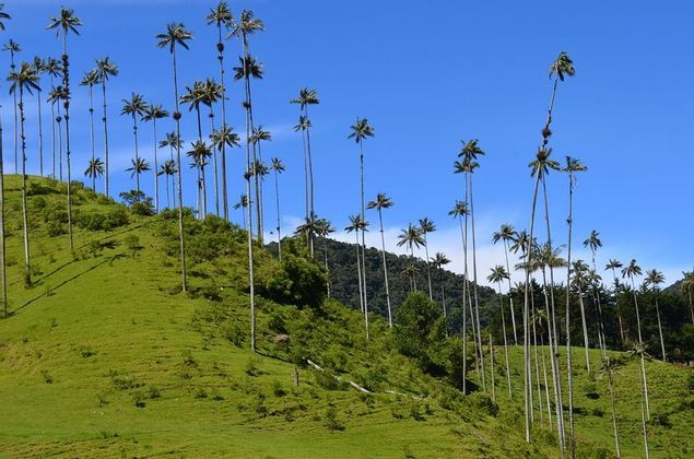 De grands palmiers fins poussent sur une colline verte et escarpée, sous un ciel bleu clair et lumineux.