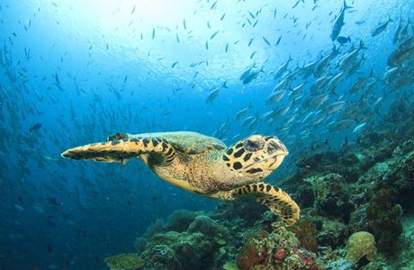 Maldive Beach Life: tra gli atolli di Rasdhoo e Ukulhas