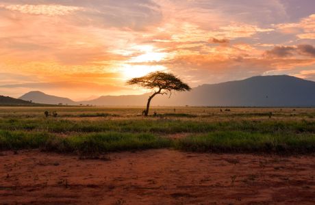 Kenya Safari: i colori dell'Africa dallo Tsavo Est al mare di Malindi