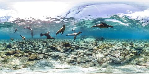 Una vista panorámica submarina de varios leones marinos nadando en aguas azules cristalinas sobre un lecho marino rocoso, con un buzo a lo lejos.