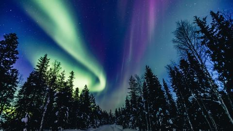 Une aurore boréale verte et violette illumine le ciel étoilé au-dessus d'une route enneigée bordée de pins en silhouette.