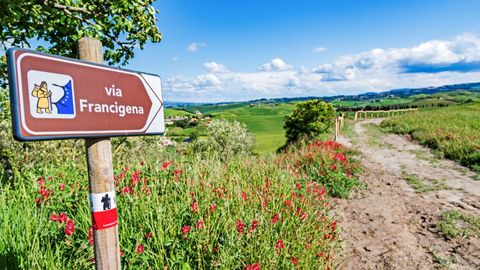 Un segnale per la Via Francigena indica un sentiero sterrato attraverso dolci colline verdi punteggiate di fiori selvatici rossi.