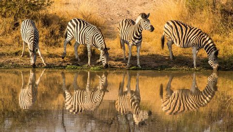 Vier Zebras trinken an einem Wasserloch, ihre gestreiften Spiegelungen sind im ruhigen Wasser sichtbar.