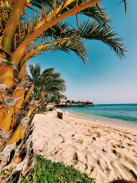 Una vista de ángulo bajo desde detrás de una palmera espinosa mirando hacia una playa de arena y un océano azul tranquilo.
