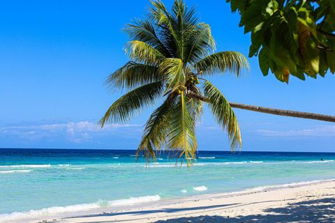 A palm tree with green fronds leans over a white sand beach next to turquoise ocean water under a clear blue sky.