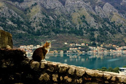 Un gatto tigrato è seduto su un muretto di pietra che domina una baia con una cittadina affacciata sul mare e grandi montagne rocciose sullo sfondo.