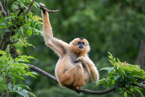Un gibbon au pelage clair et au visage noir est assis sur une branche d'arbre, tenant une autre branche, un bras levé.