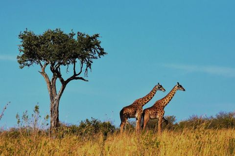 Zwei Giraffen stehen auf einem grasbewachsenen Hügel neben einem Baum in der Savanne unter einem klaren blauen Himmel.