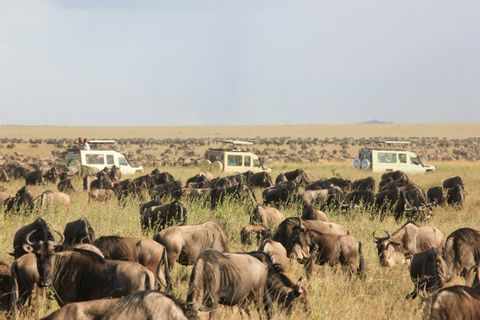 Safari vehicles observe a large herd of wildebeest migrating across a grassy savanna plain.
