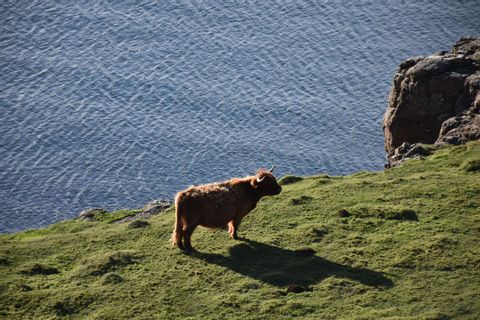 Una vaca Highland marrón de pelo largo se alza en un acantilado cubierto de hierba con vistas al mar.
