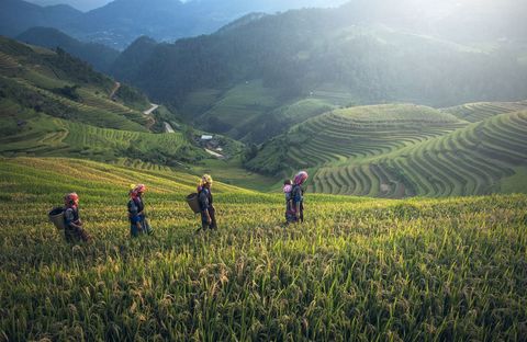 Four women in traditional clothing walk through a terraced rice field, with lush green mountains in the background.