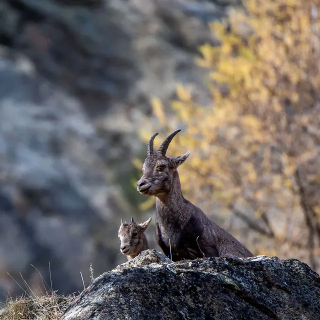 Hiking Safari: il risveglio della natura nel Gran Paradiso