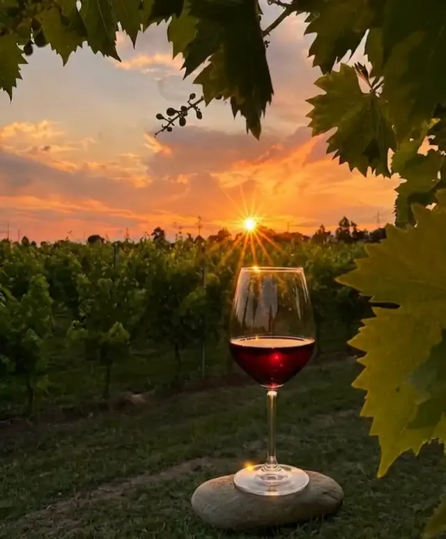 Apericena tra i vigneti