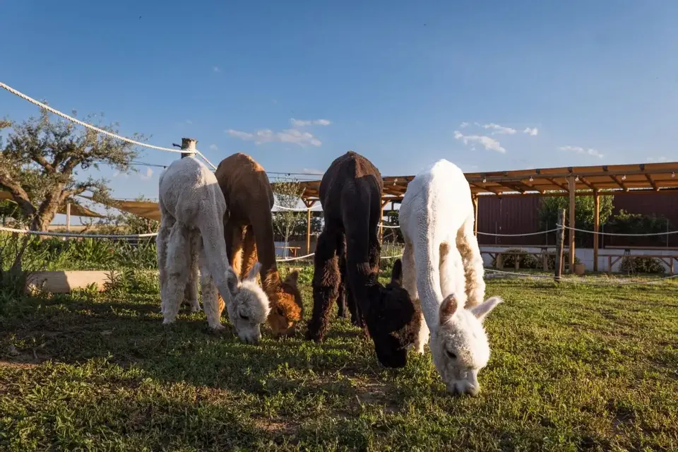 Alpaca sunset nella Murgia