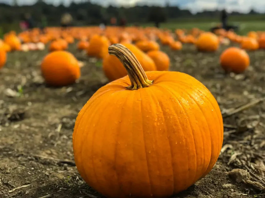 🎃 INTAGLIO AL VILLAGGIO DELLE ZUCCHE PIÙ GRANDE D’EUROPA 🎃