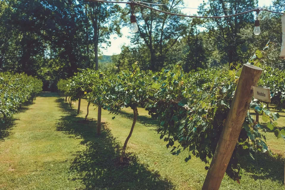 Pomeriggio in Osmiza 