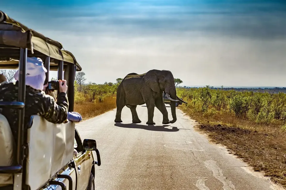 Elefante che attraversa la strada accanto a una jeep da safari