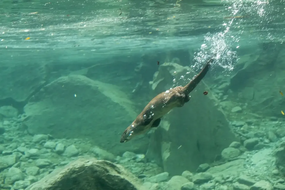 🌲 Trekking a Valsavarenche + Visita guidata al Bioparco 