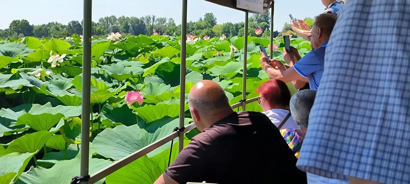 Mantova e la fioritura dei fiori di loto:escursione in barca
