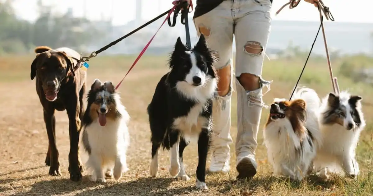 La carica dei 101... Border Collie!