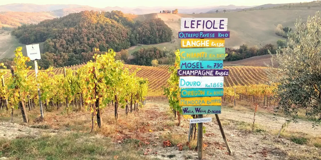 Tra i filari dell’Oltrepò: aperitivo in vigna