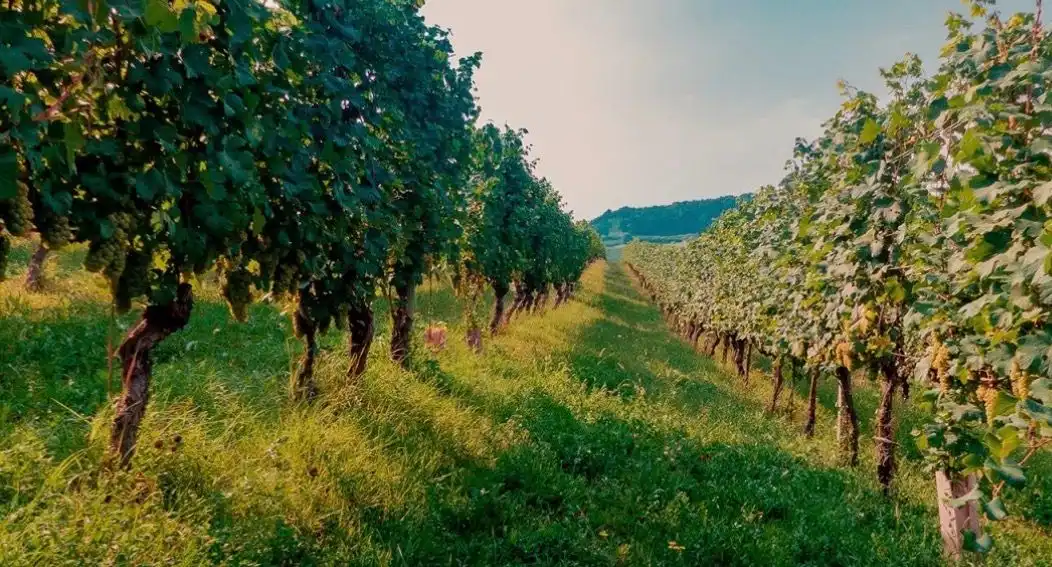 Roero : giornata in vigna e degustazione  