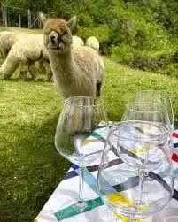 Aperitivo con Alpaca al tramonto