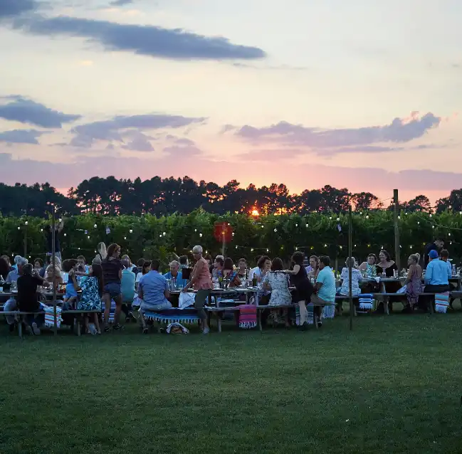 Degustazione in Vigneto